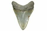 Serrated, Juvenile Megalodon Tooth - South Carolina #370039-1